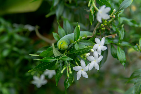 Closeup a Vivid Green Lime Swallowtail Caterpillar Crawling on a Lime Tree Leafの写真素材