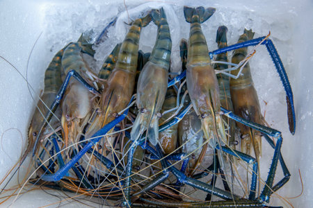 Giant freshwater prawns-Big Headed shrimps Big Fresh shrimp in Thailand market is the giant river prawn or giant freshwater prawn on ice in the market,の写真素材