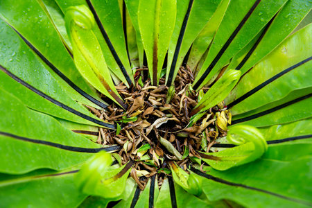 Fresh green leaves after the rain. Green plant in the garden. Fresh foliage. Beautiful summer nature