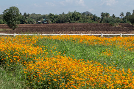 Blooming marigold flowers. Orange calendula on a green grass. Garden with calendula. Garden flowers. Nature flowers in gardenの写真素材