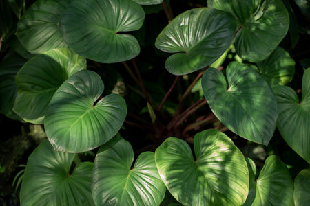 Closeup green leaves of tropical plant in garden. Dense dark green leaf with beauty pattern texture backgroundの写真素材