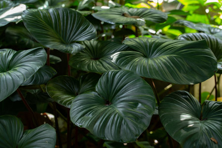 Closeup green leaves of elephant ear in garden. Green leaf texture for health and spa background. Green leaves on dark backgroundの写真素材