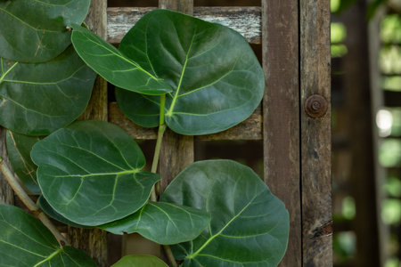leaves in the garden, Fresh green leaves background in the garden sunlight. Texture of green leavesの写真素材