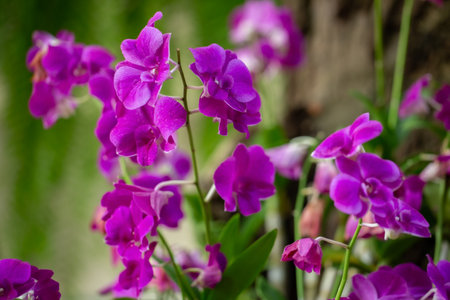 purple orchid flower close up on blurred green magenta bokeh backgroundの写真素材