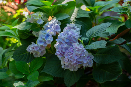 Blossom lilac flowers in spring in garden. branch of Blossoming purple lilacs in springの写真素材