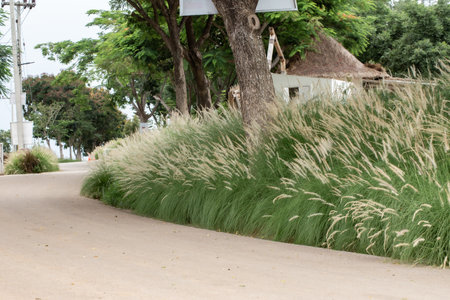 Dense and robust clumping Fountain grass (Pennisetum Setaceum) growing in Arizona residential suburban roadsideの写真素材