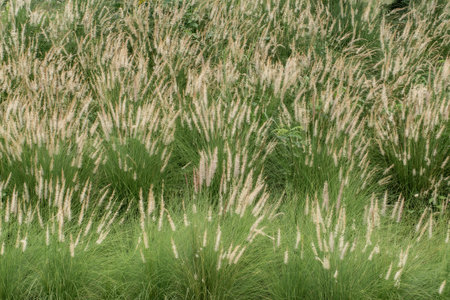 fountain grass spikes in a field (pennisetum setaceum)の写真素材