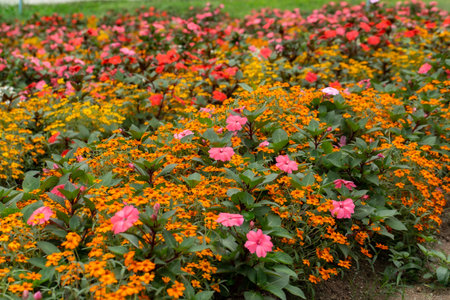 Flower garden at Khao Yai, Korat, Thailand.