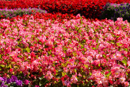 Flower garden at Khao Yai, Korat, Thailand.の写真素材