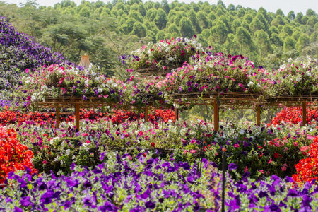 Flower garden at Khao Yai, Korat, Thailand.の写真素材