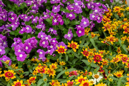 Flower garden at Khao Yai, Korat, Thailand.