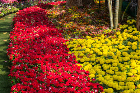 Flower garden at Khao Yai, Korat, Thailand.の写真素材