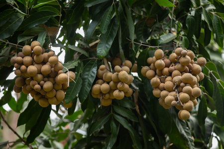 Longan Garden, Longan is a tropical fruit in Thailand.