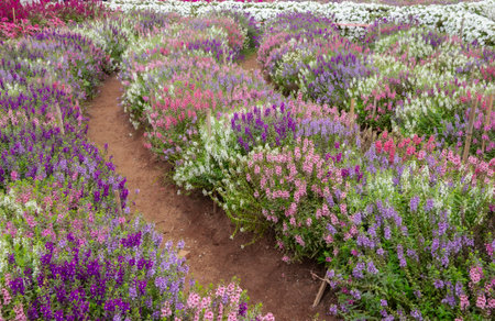 Flower garden at Khao Yai, Korat, Thailand.の写真素材