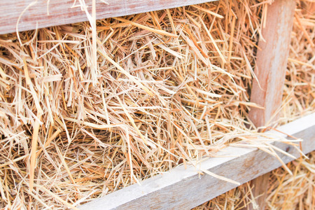Bale golden straw texture ruminants animal food backgroundの写真素材