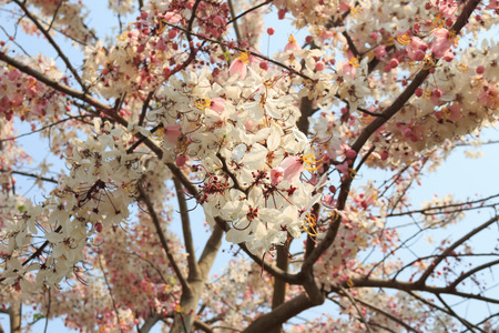 Pink shower tree or Cassia bakeriana Craib is beautiful tropical flowerの写真素材