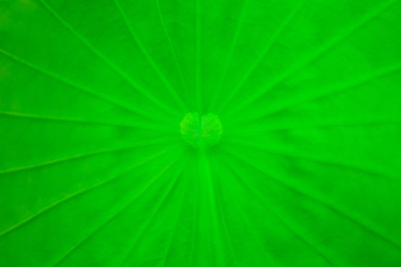 Lotus Leafの写真素材