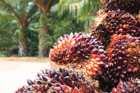 Palm oil seedの写真素材