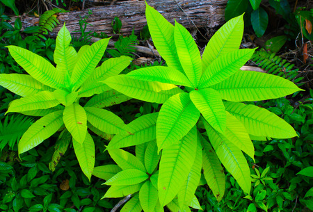 nice green leaved nature background and texturesの写真素材