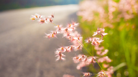 flowering grassの写真素材