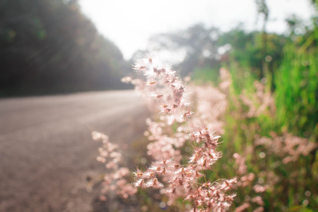 flowering grassの写真素材