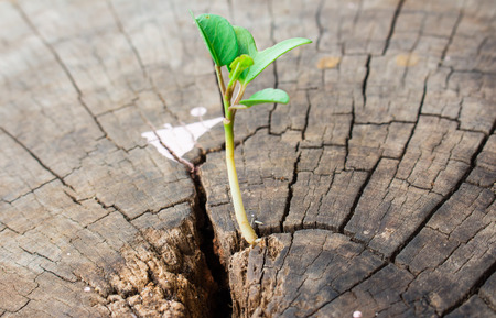 A young green plant growing on a dead treeの写真素材