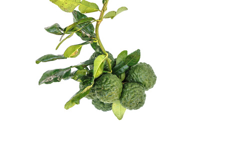 Group of kaffir Lime or Bergamot fruit on white background.