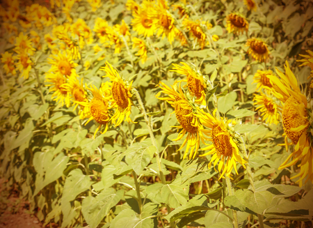 Sunflower in garden.の写真素材
