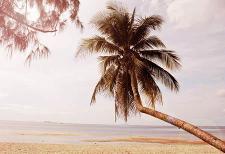 Coconut on the beach.の写真素材