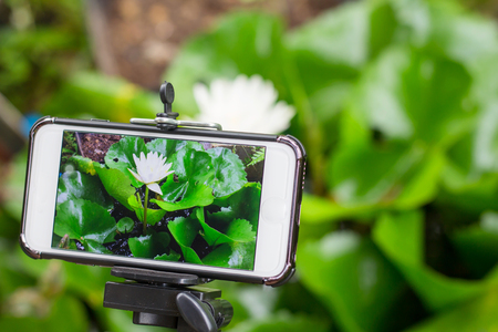 smartphone shot lotus flower photoの写真素材