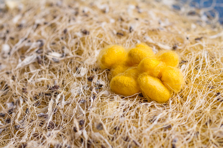 group of Cocoons collection. silk cocoonsの写真素材