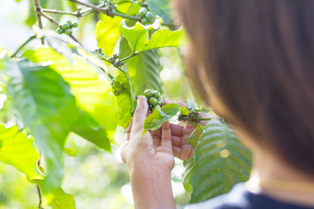 Robusta coffee berries with agriculturist handsの写真素材