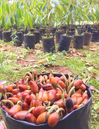 Durian trees ,Planting durian in Garden,King of fruit in thailandの写真素材
