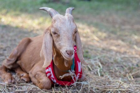 Brown goat in field, free.の写真素材