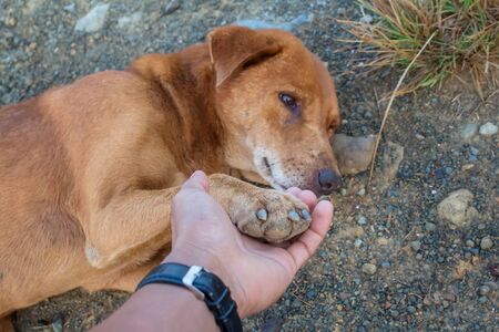 Dog giving paw.の写真素材