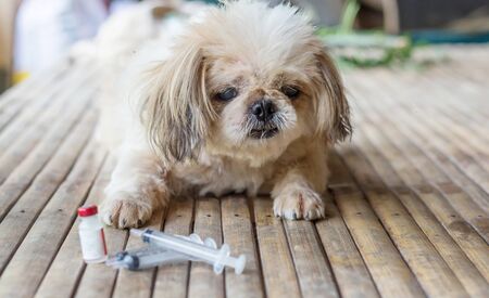 Rabies vaccines Dog vaccination against the rabies, hydrophobia was readily available.の写真素材