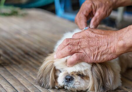 Rabies vaccines Dog  vaccination against the rabies, hydrophobia was readily available.の写真素材