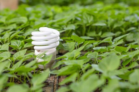 The light bulb are in the middle of green plants. Concepts of nature conservation and Ecology concept.の写真素材
