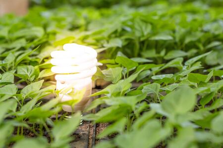 The light bulb are in the middle of green plants. Concepts of nature conservation and Ecology concept.の写真素材