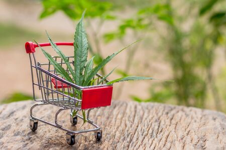 Marijuana leaves are placed on a trolley basket on an old wooden floor,medical marijuana concept.の写真素材