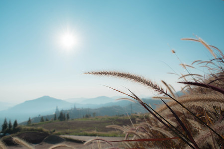 landscape morning sunlight on the grassの写真素材