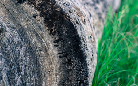 Texture of woodの写真素材