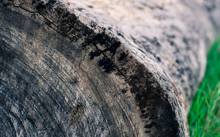 texture of woodの写真素材