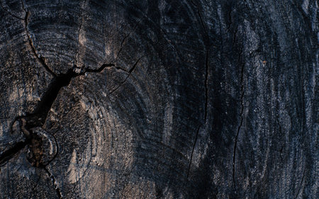 texture of woodの写真素材