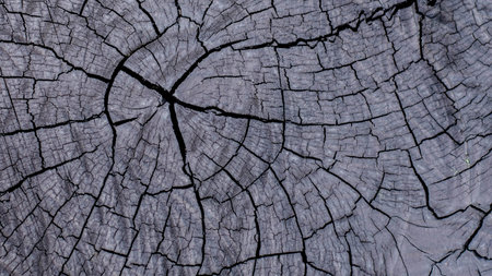 texture of woodの写真素材