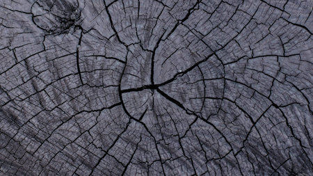 texture of woodの写真素材