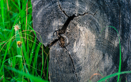 texture of woodの写真素材