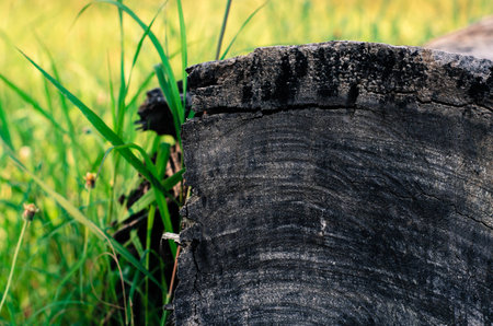 texture of woodの写真素材