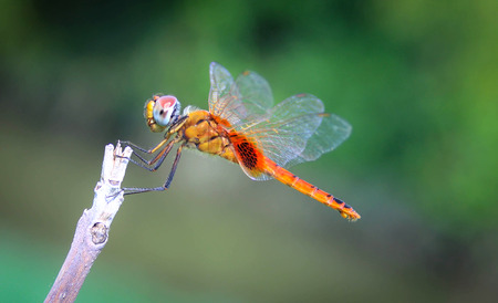 Dragonflyの写真素材