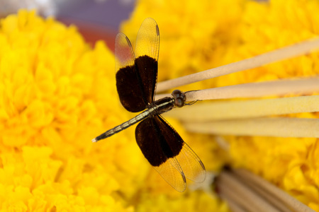 Dragonflyの写真素材